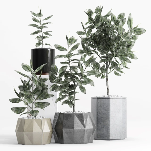 Plants and Planters  9 (Ficus Elastica) — Descargar