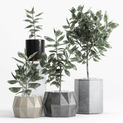 Plants and Planters  9 (Ficus Elastica) — Ver 1
