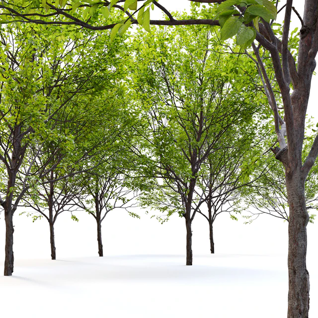 Plum tree — Descargar