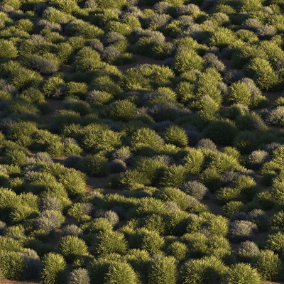 Round grass — Вид 5