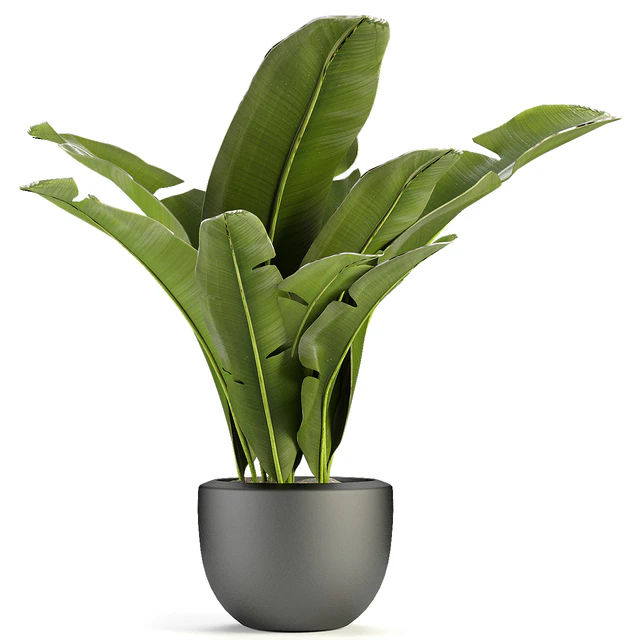Plant in Pot Flowerpot Exotic Plant — Descargar