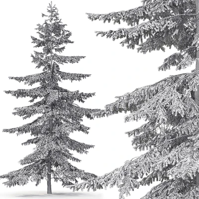 Spruce — Вид 2