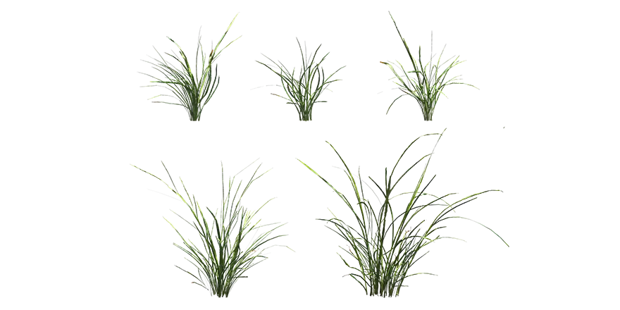 wild grass 020 — Descargar