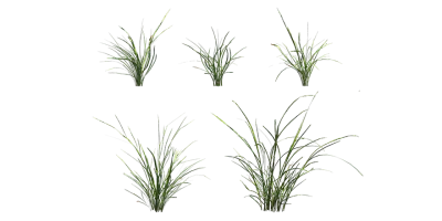 wild grass 020 — Descargar