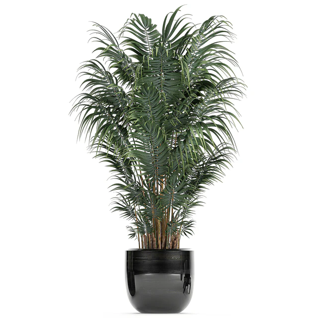 A collection of beautiful small plants in black pots and vases with Palm, Rapeseed, strelitzia. Set 738. — Descargar