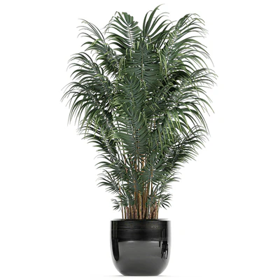 A collection of beautiful small plants in black pots and vases with Palm, Rapeseed, strelitzia. Set 738. — Ver 4