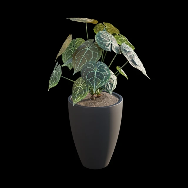 Anthurium clarinervium — Descargar