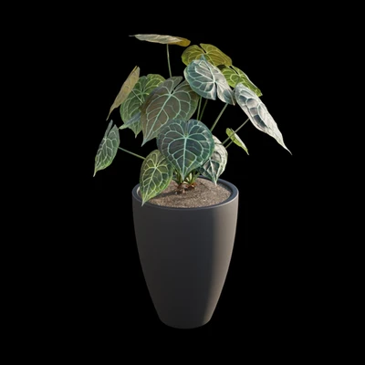 Anthurium clarinervium — Ver 2