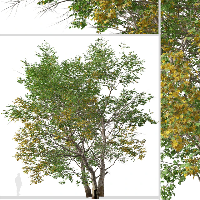 Set of California Sycamore Tree (Platanus racemosa) (2 Trees) — Descargar
