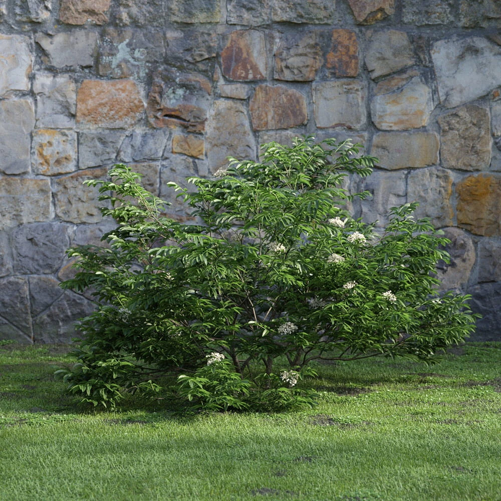 plants and bushes 031 — Descargar