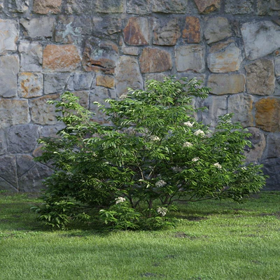 plants and bushes 031 — Descargar
