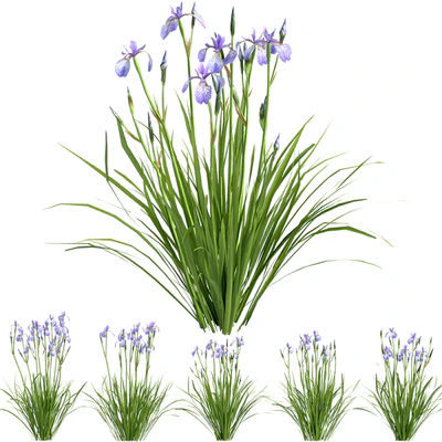 Siberian Iris01 — Ver 2
