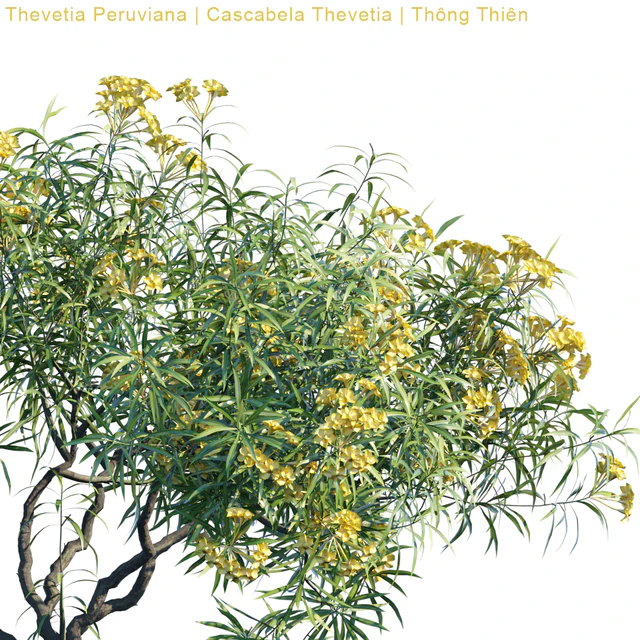 Thevetia Peruviana | Cascabela Thevetia — Скачать