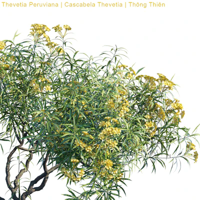 Thevetia Peruviana | Cascabela Thevetia — Вид 2