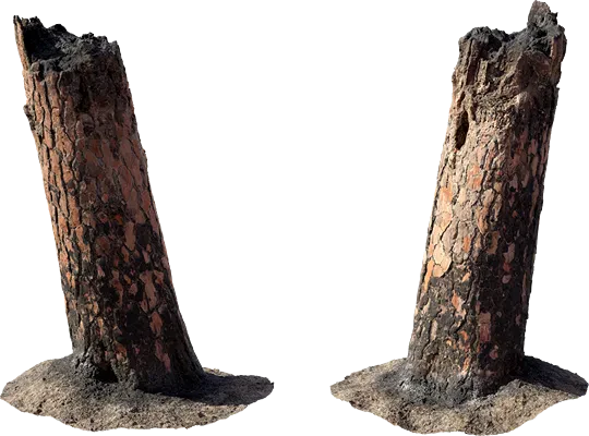 burnt tree stump 001 — Скачать