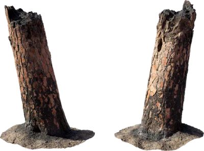 burnt tree stump 001 — Скачать
