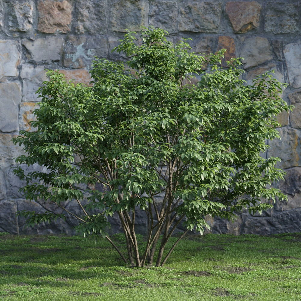 plants and bushes 010 — Descargar