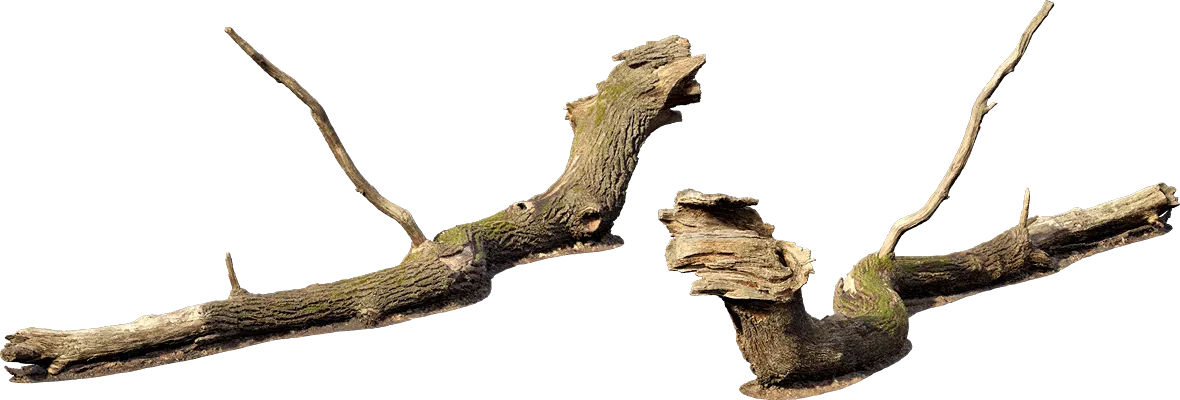 large fallen tree 004 — Descargar