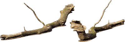 large fallen tree 004 — Descargar
