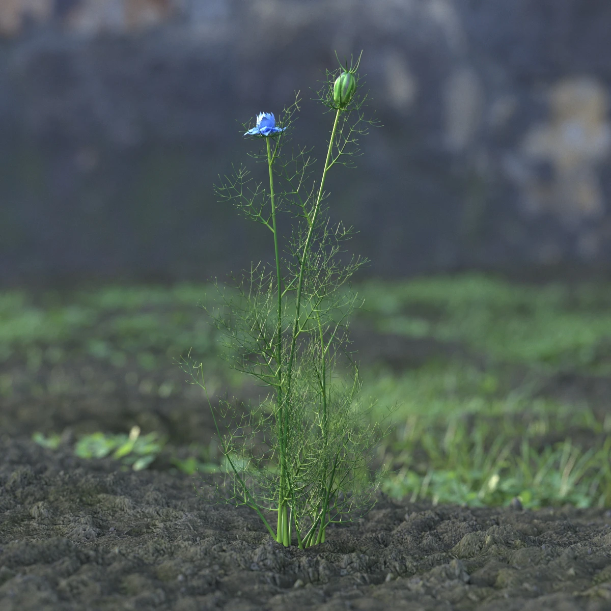 garden flowers 035 — Descargar