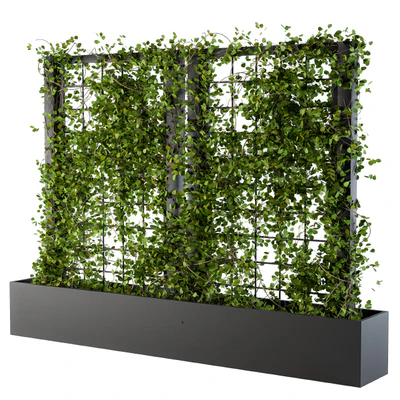 Ivy on grid 2 — Ver 1