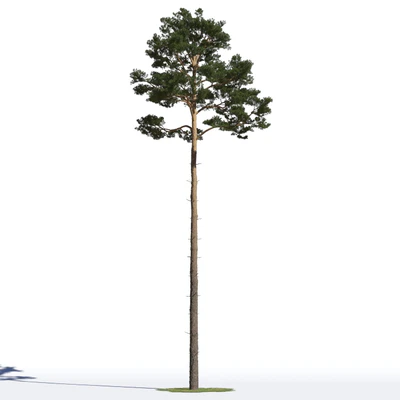 coniferous trees 016 — Скачать