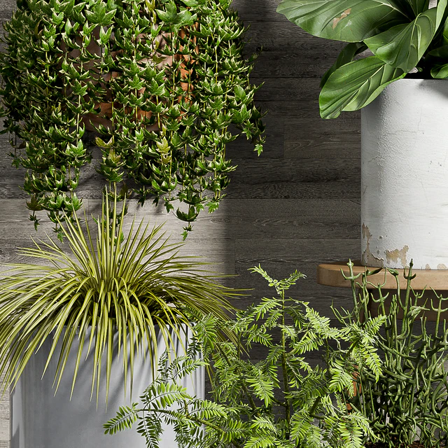 PLANT SET -58 — Descargar