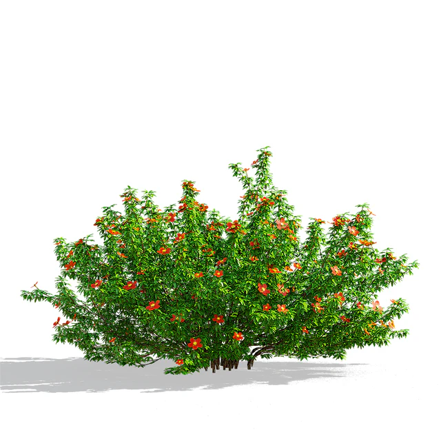 Лапчатка кустарниковая красная | Potentilla fruticosa — Скачать