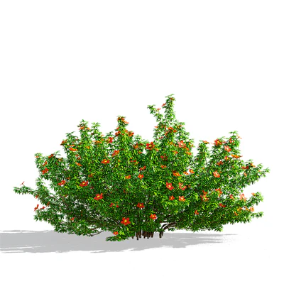 Лапчатка кустарниковая красная | Potentilla fruticosa — Вид 3