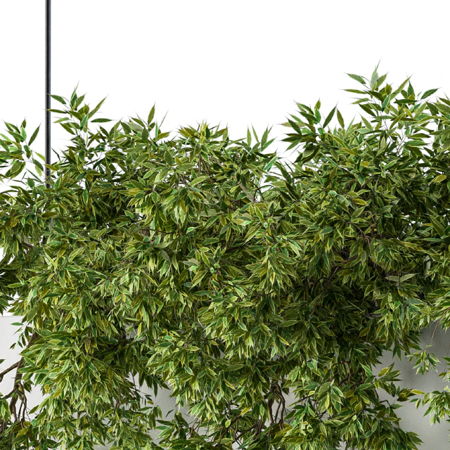 Hanging box plant — Descargar