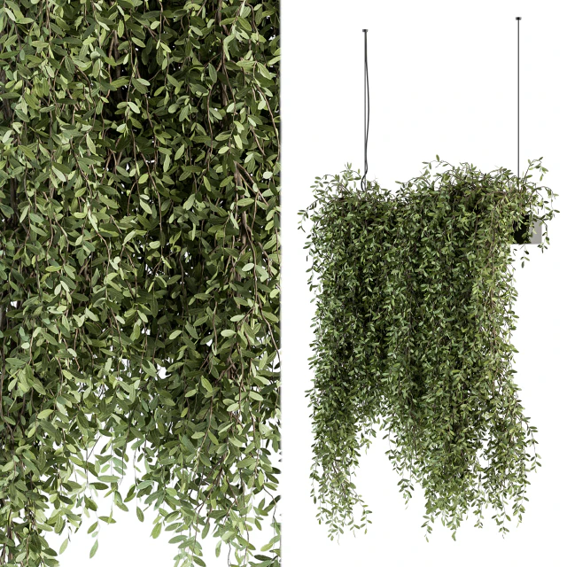 indoor Plant Set 287 - Hanging Plants — Descargar