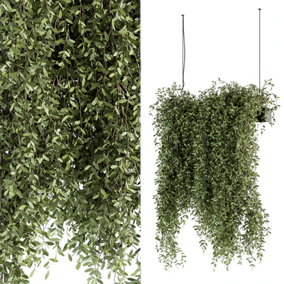 indoor Plant Set 287 - Hanging Plants — Ver 2