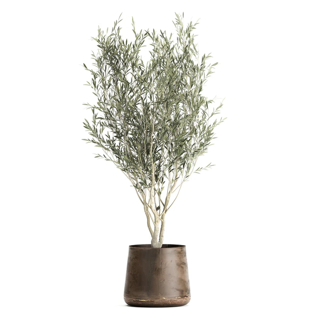 Collection of tree plants in outdoor metal rusty pots Banana palm, . Set 949. — Descargar