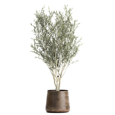 Collection of tree plants in outdoor metal rusty pots Banana palm, . Set 949. — Ver 2