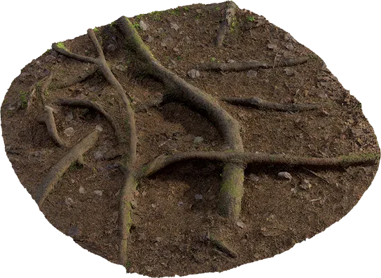 nordic forest ground patch root 001 — Descargar