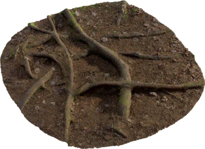 nordic forest ground patch root 001 — Descargar