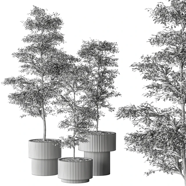 indoor Plant 497 - Sapling Tree — Descargar