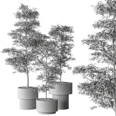 indoor Plant 497 - Sapling Tree — Ver 2