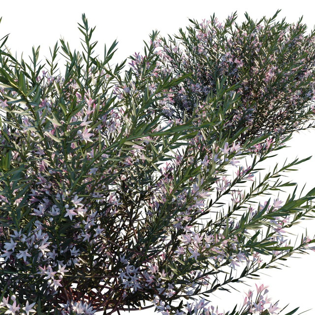 Philotheca Myoporoides Ruby Cascade | Wax Flower # 2 — Descargar