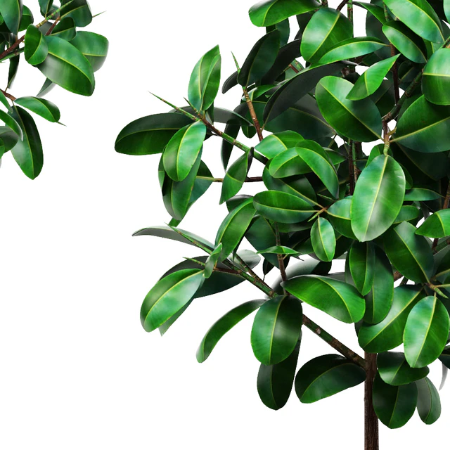Ficus, ornamental tree, ficus, elastica, pink pot, flowerpot, interior, ficus abidjan — Descargar