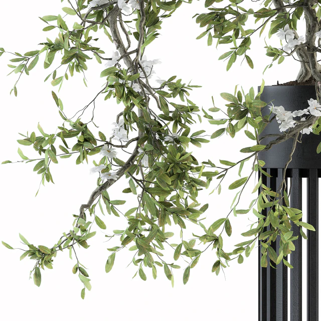 indoor Plant Set 198 - Bonsai in pot — Descargar
