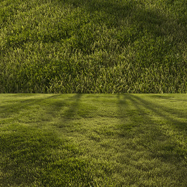 Forest grass — Descargar