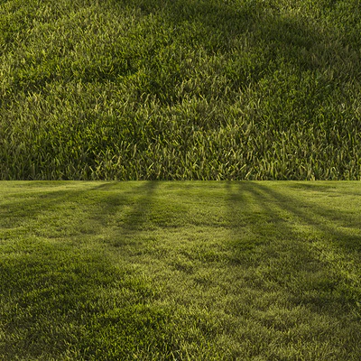 Forest grass — Ver 4