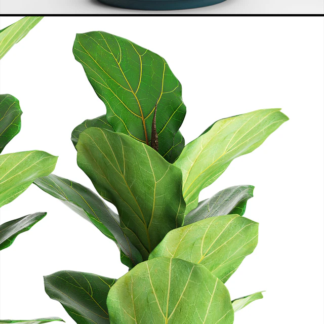 Коллекция растений в горшках. 61 ficus lyrata, Фикус лировидный, офисные растения, кусты, фикус лирата, комнатное, интерьерное, горшок, вазон, гравий — Скачать