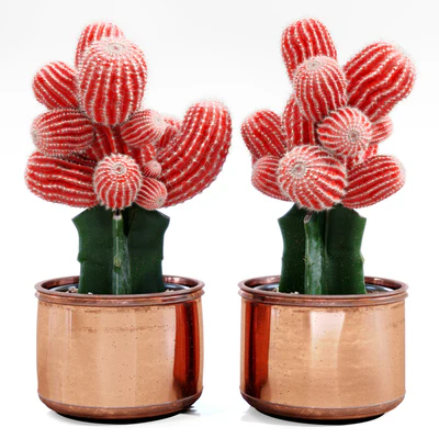 Red Cactus — Ver 1