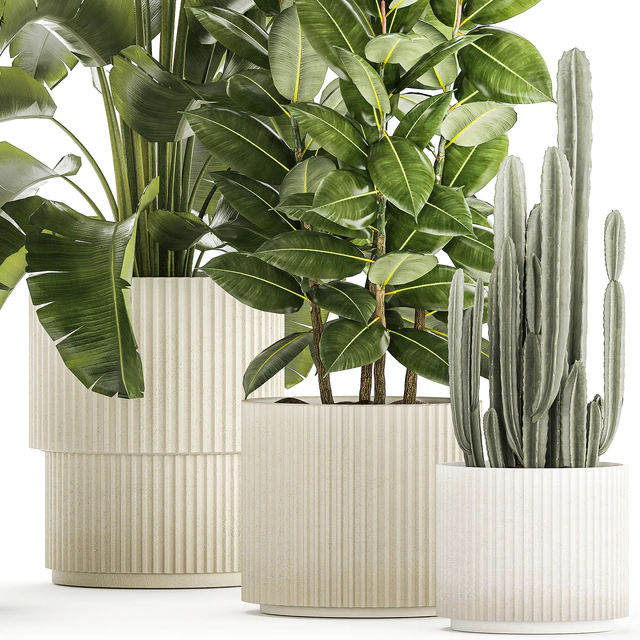 Collection of plants in modern white pots with ficus Lirata tree, banana palm, calathea lutea, cactus, Strelittia. Set 1359. — Descargar