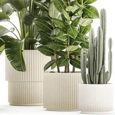 Collection of plants in modern white pots with ficus Lirata tree, banana palm, calathea lutea, cactus, Strelittia. Set 1359. — Ver 3