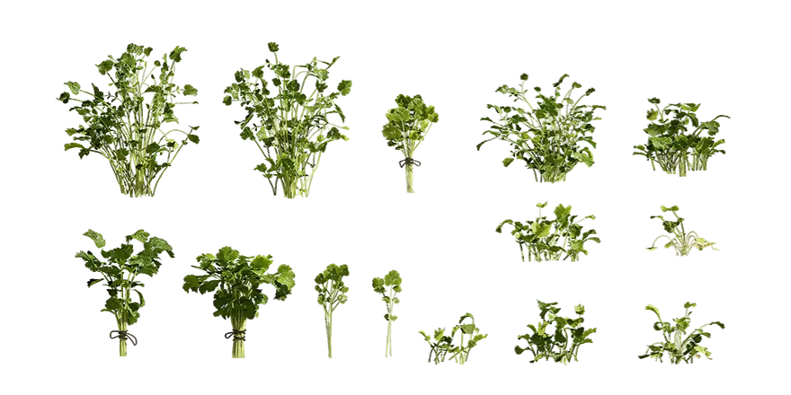 coriander 001 — Скачать