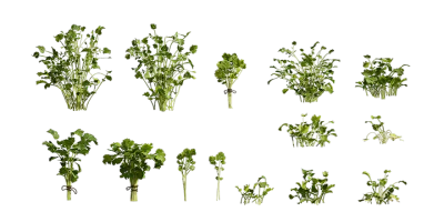coriander 001 — Скачать