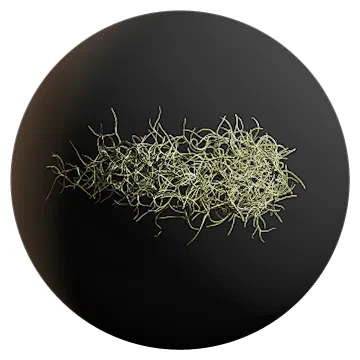 spanish moss 002 — Скачать